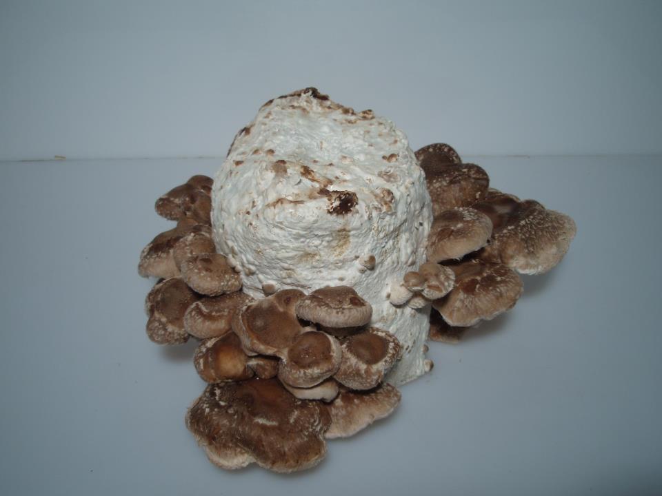 Lentinula edodes | Shiitake  Indoor Spawn-Bag